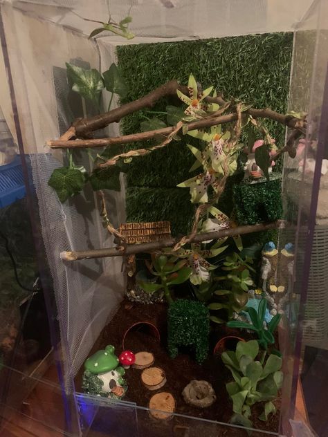 Diy Jumping Spider Habitat, Spider Ideas, Spider Lady, Spider Enclosure, Terrarium Tank, Frog Terrarium, Jumping Spiders, Enclosure Ideas, Pet Spider