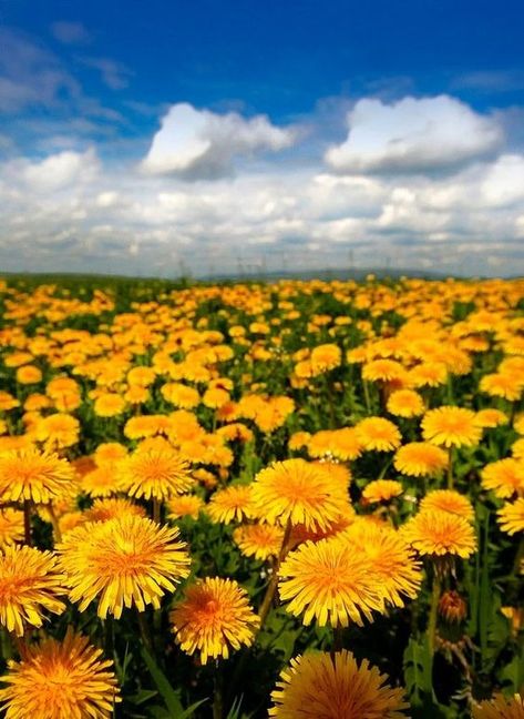 Dandelion Flower Aesthetic, Spring Widgets, Dandelion Art, Dandelion Yellow, Wild Flower Meadow, Dandelion Wish, Dandelion Flower, Art Folder, Fields Photography