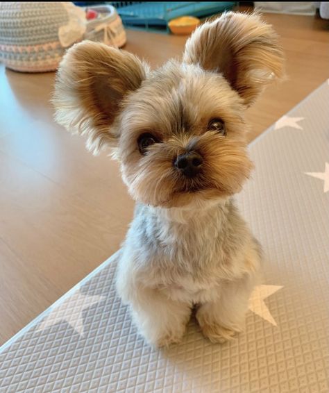 Yorkie Haircut Long Ears, Yorkie Puppy Haircuts, Yorkie Puppy Care, Yorkie Cuts, Yorkie Hairstyles, Puppy Haircut, Yorkie Haircuts, Yorkshire Terrier Haircut, Dog Grooming Styles