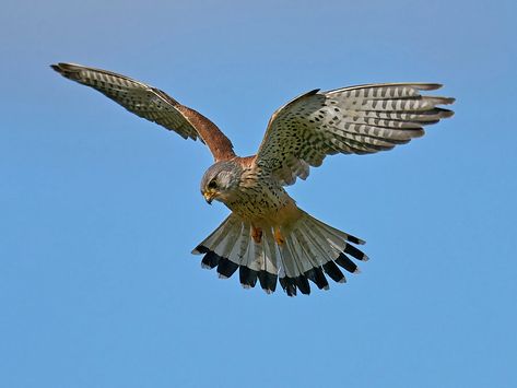 Common Kestrel or Eurasian Sparrowhawk (How to Tell the… | Bird Fact Kestrel Bird Uk, Eurasian Sparrowhawk, Common Kestrel, Sparrowhawk, Bird Facts, British Birds, Random Aesthetics, Heads And Tails, Word Building