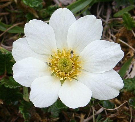 Mountain Avens, Floral Reference, Pretty Tattoo, Flower Reference, Tattoo Bird, Interesting Interiors, National Flower, Calendar Ideas, Sun And Water