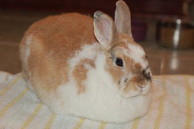 The Bunny "Loaf" Bunny Loaf, Building A Relationship, Gerbil, The Bunny, Cute Animal Pictures, Body Language, Exotic Pets, A Relationship, Rabbits