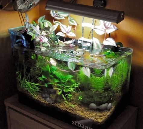 ways to grow house plants in aquarium - The Planted Tank Forum Plants In Aquarium, Shrimp Tanks, Spider Plant Babies, Aquarium Home, Christmas Light Clips, Grow House, Creeping Fig, Fish Tank Terrarium, Fish Ideas