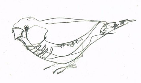 finch, pencil by bridget farmer Continuous Line Drawing Simple, Farmer Art, Line Drawing Simple, Animal Art Projects, Drawings Photography, Organic Art, Continuous Line Drawing, Travel Sketches, Educational Books