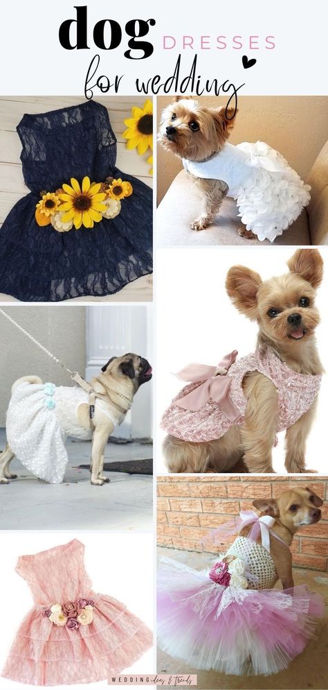 Dog Bridesmaid Dress, Dog Dresses For Wedding, Dog Outfits For Wedding, Dog Flower Girl, Dog In Wedding Ideas, Dog Flower Girl Dress, Dog Bridesmaid, Dog Wedding Outfits, Wedding Color Schemes Blue