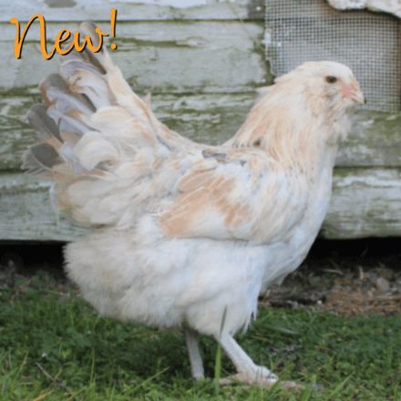 Olive Egger Chicken, Chickens For Sale, Easter Eggers, Day Old Chicks, Raising Chicks, Fancy Chickens, Chicken Ideas, Backyard Flocks, Backyard Flowers