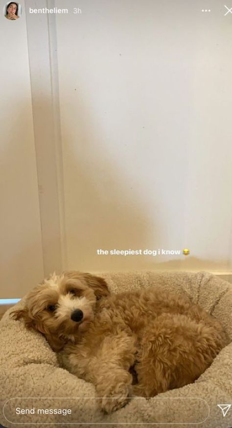 Sleepy Dog Quotes, Insta Dog Stories, Dog Stories Instagram, Dog Story Instagram, Dog Insta Story, Captions For Dogs, Dog Captions For Insta, Dog Instagram Story, Dog Instagram Captions