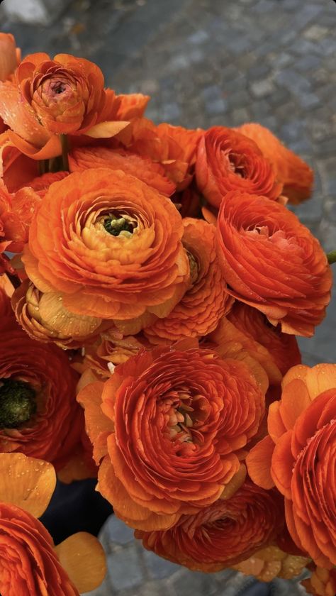 Orange Peonies, Orange Ranunculus, Fancy Flowers, Flower Collection, People Happy, Flowers Aesthetic, Iphone Wallpaper Photos, Diet Food, Flower Photos