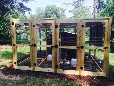 Chicken Breeding Pens, Raising Baby Chicks, Chicken Breeding, Ameraucana Chicken, Quail Coop, Baby Chicks Raising, Chicken Home, Chicken Pen, Silkie Chickens