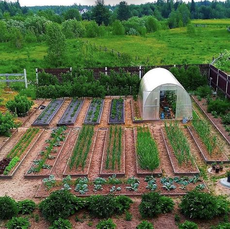 نباتات منزلية, Farm Layout, Vegetable Garden Planning, Potager Garden, Backyard Greenhouse, Backyard Vegetable Gardens, Veg Garden, Home Vegetable Garden, Greenhouse Gardening