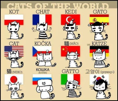 Cat in different languages Cats Of The World, World Cat, Cat Sitter, Different Languages, Different Countries, Cats Meow, Cat Illustration, All About Cats, Cartoon Cat