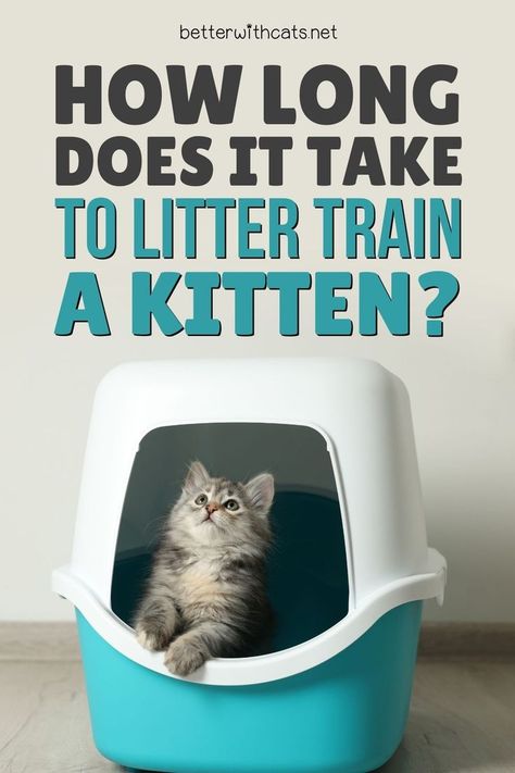 How long does it take to litter train a kitten? We've got the answer along with everything else you need to know about potty training your feline friend! Training A Kitten, Box Train, Getting Rid Of Mice, Best Cat Litter, Potty Train, Cat Pee, Kitten Care, Litter Tray, Cat Parenting