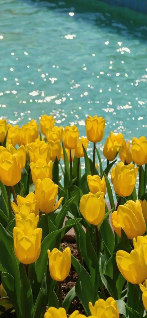 Nature Photography Flowers, Android Wallpaper Flowers, Simple Phone Wallpapers, Cute Flower Wallpapers, Yellow Tulips, Flower Therapy, Yellow Wallpaper, Flower Phone Wallpaper, Yellow Aesthetic