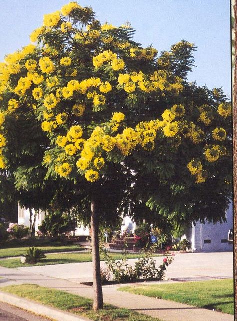 cassia tree - Cara want Cassia Tree, Drought Tolerant Trees, Florida Trees, Deciduous Forest, Urban Garden Design, Identify Plant, Planting Design, Plant Delivery, Fast Growing Trees