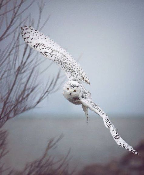 Snow owl Owl In Flight, Snow Owl, Owl Pictures, Beautiful Owl, Owl Bird, Snowy Owl, Pretty Birds, Birds Of Prey, In Flight