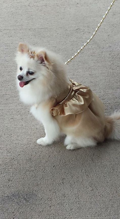 Gold dog wedding dress flower girl Pomeranian gypsy pearl leash gold glitter bow Pomeranian Dressed Up, Pomeranian Wedding, Pomeranian Pictures, Dog Bridesmaid, Dog Family Pictures, Metallic Wedding Cakes, Dog Wedding Dress, Gold Glitter Bow, Gold Tutu