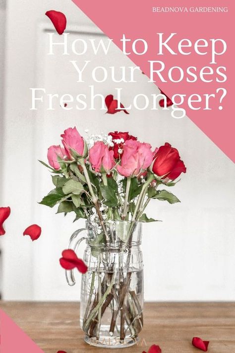 Fresh Roses In A Vase, How To Keep Roses Fresh Longer, How To Make Roses Last Longer, How To Keep Flowers Alive Longer, How To Keep Fresh Flowers Alive Longer, How To Keep Roses Alive Longer Vase, Keep Roses Alive Longer, Roses Vase Arrangement, Rose Vase Arrangement