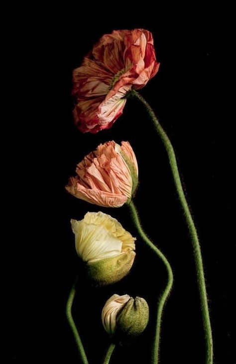 Dark Flowers, Nothing But Flowers, Flower Therapy, Flowers Nature, Still Life Photography, Botanical Illustration, Flowers Photography, Botanical Art, Botany