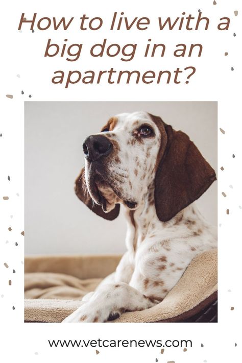 Big Dog Apartment Living, Apartment Dog Ideas, Dog Apartment Living, Dog Apartment, Dogs For Apartments, Apartment Dog, Best Apartment Dogs, Apartment Dogs, Big Dog Breeds