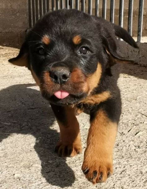 Baby Rottweiler, Rottweiler Pictures, Rottweiler Love, Puppy Mom, Cute Dog Photos, Dream Dog, Rottweiler Puppies, Cute Little Puppies, Rottweiler Dog