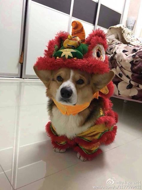 Image may contain: hat and dog | Crazy corgi photo Corgi Mix Breeds, Corgi Facts, Pembroke Welsh Corgi Puppies, Animal Shaming, Corgi Pictures, Dog Yard, Welsh Corgi Puppies, Corgi Mix, Corgi Pembroke