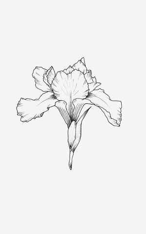 Botanical Flower Line Art, Iris Line Art, Iris Line Drawing, Iris Drawing Flower, Iris Flowers Drawing, Fineliner Flowers, Iris Illustration, Iris Drawing, Line Illustrations