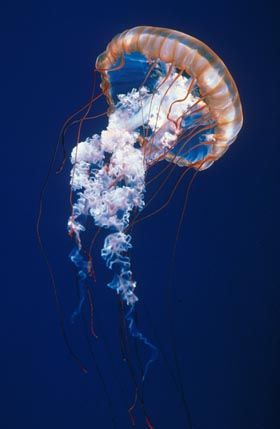 Photograph of he Sea Nettle Jellyfish Facts, Jellyfish Jewelry, Jellyfish Pictures, Jellyfish Costume, Jellyfish Illustration, Jellyfish Tank, Jellyfish Photography, Jellyfish Decorations, Jellyfish Aquarium