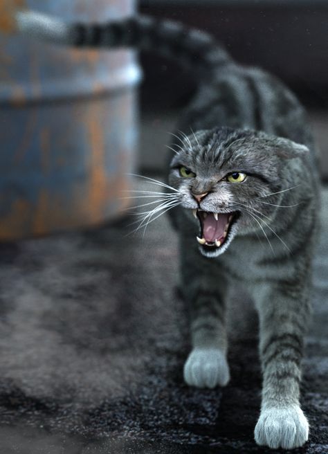 Cat Snarling, Feline Photography, Aggressive Cat, Cat Attacking, Hissing Cat, Cats Poses, Street Cat, Cat Running, Street Cats