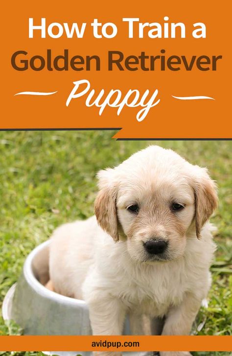 How to Train a Golden Retriever Puppy…(13 tips & tricks) Golden Retriever Puppy Training Tips, Potty Training Golden Retriever, How To Train Golden Retriever Puppies, Training A Golden Retriever, New Golden Retriever Puppy, Getting A Golden Retriever Puppy, Golden Retriever Training Tips, How To Train A Golden Retriever Puppy, Training Golden Retriever Puppy