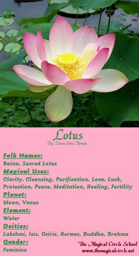 Magical Properties Of - Lotus Fairy Poems, Witches Spells, Magick Herbs, Magical Circle, Herbal Witch, The Lotus Flower, Lotus Temple, Magickal Herbs, Witch Herbs