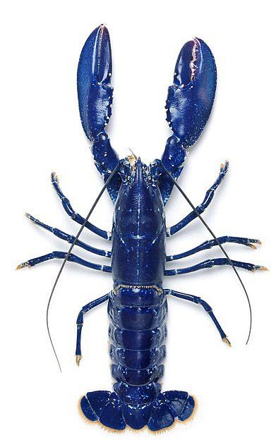 Blue lobster Blue Lobster, Fauna Marina, Crustaceans, Ocean Creatures, Feeling Blue, Love Blue, Sea World, Ocean Life, Sea Animals