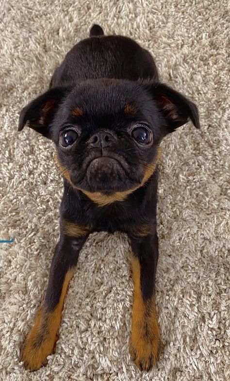 @ughitsjoejoe on instagram Petit Brabancon, Dog Wheelchair, Brussels Griffon, French Bull, Cute Funny Dogs, Pug Life, Funny Dogs, French Bulldog, Dogs And Puppies