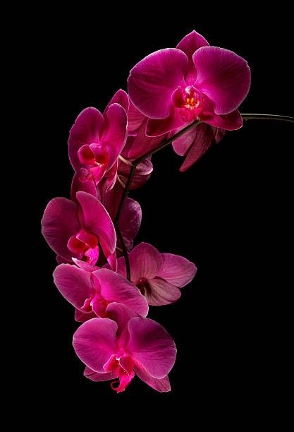 Orchids Painting, Orchid Photography, Flowers Black Background, Velvet Painting, Cattleya Orchid, Hd Nature Wallpapers, Orchid Wedding, Dark Flowers, Nothing But Flowers