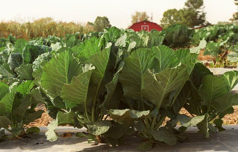 Pot Licker Recipe, Double Potlikker Greens, Pot Liquor Soup, Pot Likker Soup Recipe, Slow Cooker Collard Greens, Pot Liquor, Huey Long, Cooking Collard Greens, Green Liquor