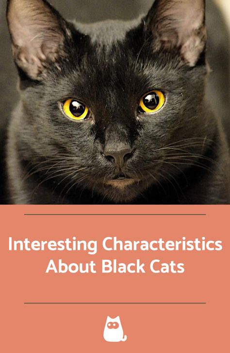 Black cats hold a very mysterious character, but have a very special personality. The common myth that black cats are bad luck is simply that, a myth. Black cats are in fact very loving and loyal... Find out everything you need to know about these beautiful felines here at AnimalWised! #blackcats #special #catcare #animalfacts #felines Black Cat Personality, Mysterious Character, Cat Personality, Cat Personalities, Common Myths, Animal Facts, Cat Facts, Bad Luck, Cat Care