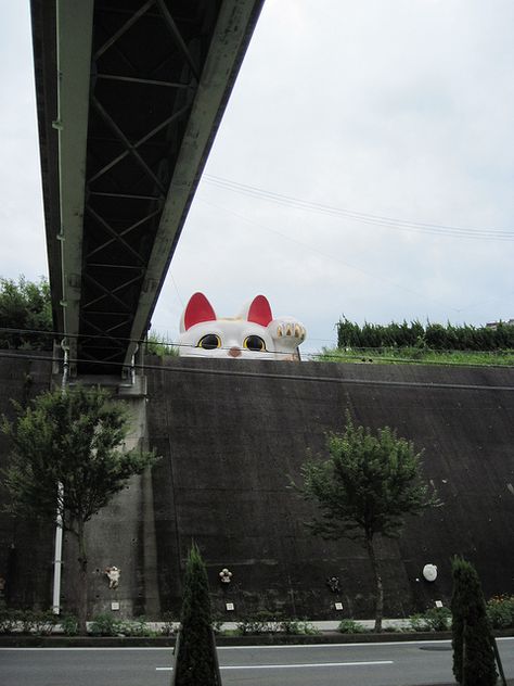 Big Maneki-Neko, Japan Neko Cat, Japanese Cat, Maneki Neko, Lucky Cat, Happy Cat, Big Cats, Attack On Titan, Eye Candy, Feline