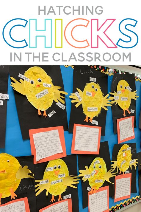 Hatching Chicks In Kindergarten, Egg Life Cycle Preschool, Life Cycle Of A Chicken Kindergarten, Egg To Chicken Life Cycle, Lifecycle Of A Chicken Preschool, Egg Hatching Activities, Chicken Craft Kindergarten, Chicken Theme Preschool Activities, Lifecycle Of A Chicken Craft