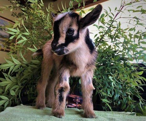 Minature Goats, Goat Pics, Goat Pet, Baby Goats Pygmy, Goat Pictures, Cute Animals Videos, Backyard Goats, Pet Halloween Costume, Goats For Sale