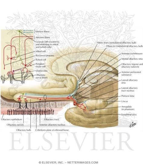 olfactory pathways - Google Search Olfactory Pathway, Olfactory Nerve, Medical Images, Med Student, Nursing Notes, Study Tools, Nerve, Nursing, Medical