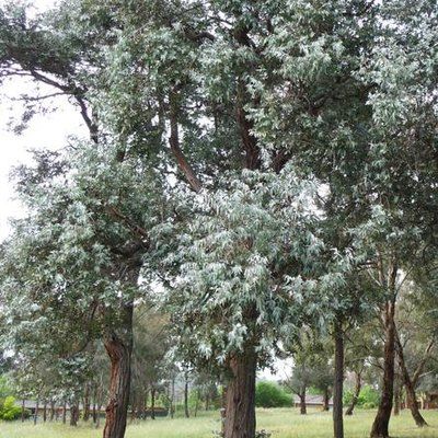 Grow Eucalyptus, Eucalyptus Cinerea, Insect Activities, Australian Trees, Eucalyptus Trees, Florida Weather, Eucalyptus Tree, Lawn Equipment, Lawn Maintenance