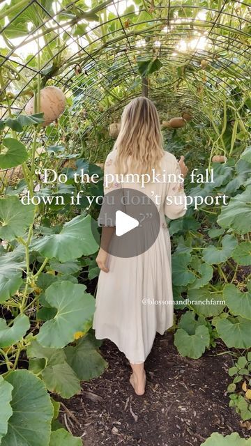 Pumpkin Tunnel Garden, Pumpkin Tunnel, Tunnel Garden, Vertical Growing, Cattle Panels, Growing Pumpkins, What Questions, What If Questions, Little Garden