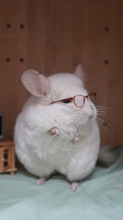 Chinchilla Aesthetic, White Chinchilla, Funny Chinchilla, Cute Chinchilla, Chinchilla Cute, Chinchilla Pet, Pet Halloween Costumes, Lovely Creatures, Cute Cats Photos