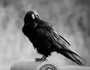 Crow GIF - Crow Bird - Discover & Share GIFs Witch Powers, Mossy Tree, Crown Aesthetic, Traditional Witchcraft, Raven Bird, Crow Bird, Bird Gif, Crows Ravens, Mystic Falls