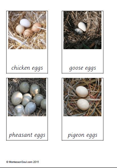 Birds and their eggs Birds Preschool, Oviparous Animals, Bird Study, Birds Theme, Special Animals, Montessori Science, Montessori Cards, Flying Creatures, Hatching Chicks