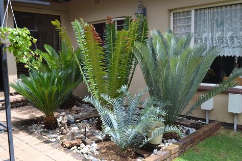 So many cycads in 1 garden. Stunning Cycad Garden Ideas South Africa, Cycads Landscape Design, Cycad Garden Ideas, Garden Ideas South Africa, Hammock Area, Cabbage Tree, Amazing Plants, Succulent Garden Design, Companion Plants