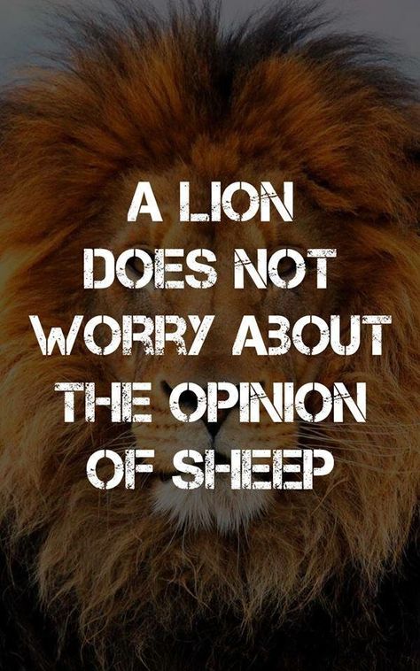 A lion does not worry about the opinion of sheep Sheep In Wolves Clothing Quotes, Opinions Of Sheep Quotes, Lion Sheep Quote, Dont Be A Sheep Quotes Truths, Sheep Quote, Lions Don’t Lose Sleep Over The Opinion Of Sheep, Why Worry, Cute Baby Dresses, Lion Quotes