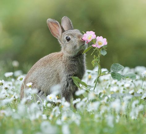 Jeanette on Twitter: "Happy Tuesday Everyone. 😊 Have a beautiful day. Stay Safe!!! 💞🌺💕… " Smelling Flowers, Wild Rabbit, Bunny Art, Jolie Photo, Animals Of The World, Wildlife Art, Walking In Nature, Forest Animals, Cute Bunny