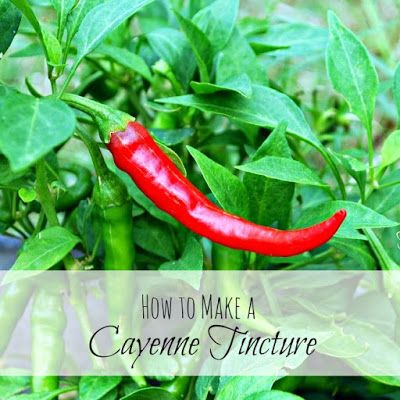 Oak Hill Homestead: Making a Cayenne Tincture Cayenne Pepper Tincture, Cayenne Tincture, Cayenne Pepper Benefits, Tinctures Recipes, Homestead Blog, Joyful Life, Oak Hill, Cayenne Pepper, Plant Health