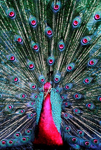 1000+ ideas about Peacocks on Pinterest | Owls, White Peacock ... Peacock Beautiful, Colorful Peacock, Pink Peacock, Beautiful Peacock, Peacock Bird, Peacock Color, Exotic Birds, Pretty Birds, Colorful Birds