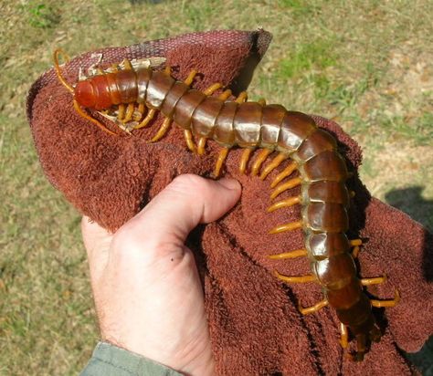 Giant Centipede. wow! #exacticide #pest control Giant Centipede, Weird Insects, Halloween Flash, Centipedes, Monster Mouth, Insect Species, Enjoy The Weekend, Corpse Pose, The White Album